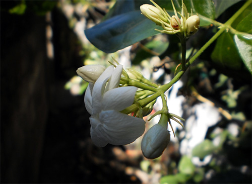 sampaguita or jasmine